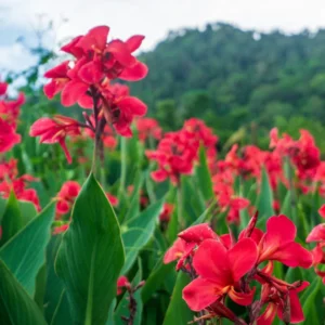 Canna Lily Mix - 3 Multi Color Flower Plants, Fall Planting Bareroot
