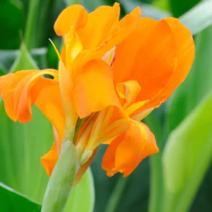 Canna Lily Mix - 3 Multi Color Flower Plants, Fall Planting Bareroot