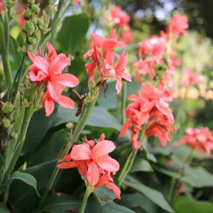 Canna Lily Mix - 3 Multi Color Flower Plants, Fall Planting Bareroot