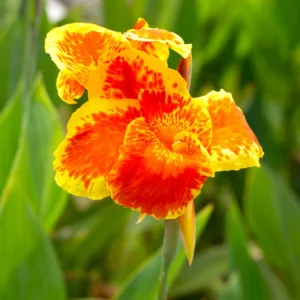Canna Lily Plants - 3 Mixed Flower Plants - Fall Planting