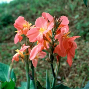 Canna Lily Plants - 3 Mixed Flower Plants - Fall Planting