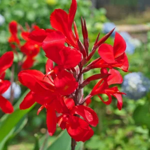 Canna Lily Plants - 3 Mixed Flower Plants - Fall Planting