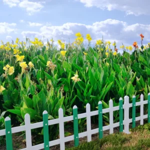 Canna Lily Plants - 3 Mixed Flower Plants - Fall Planting