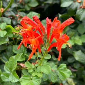 Cape Honeysuckle Plants Live Set - 3 Pack Orange Red Vine Honeysuckle Bushes