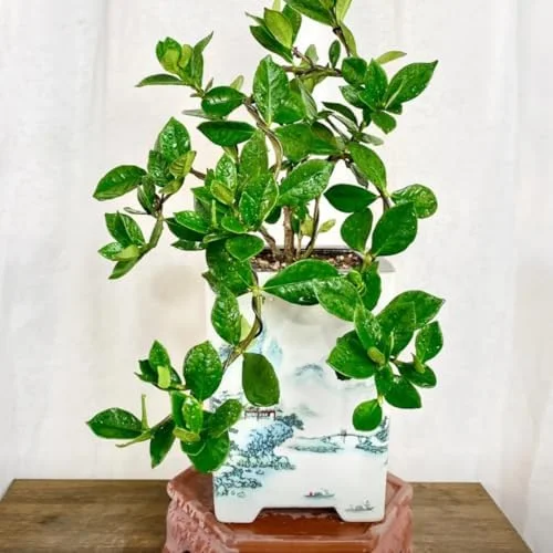 Cape Jasmine Plants - 2 Live Gardenia Plants - 4-6 Inch Indoor Blooming Jasmine Plant