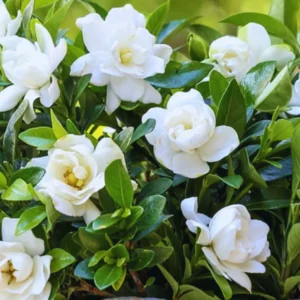 Cape Jasmine Plants Live - 3 Gardenia Jasmine Vine Plants 5-8 Inches Tall Starter Plants