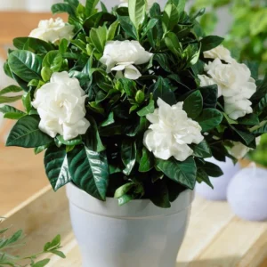Cape Jasmine Plants Live - 3 Gardenia Jasmine Vine Plants 5-8 Inches Tall Starter Plants