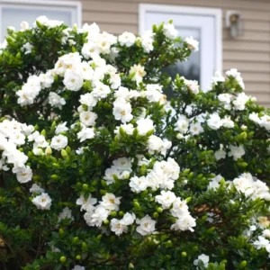 Cape Jasmine Plants Live - 3 Gardenia Jasmine Vine Plants 5-8 Inches Tall Starter Plants