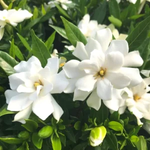 Cape Jasmine Plants Live - 3 Gardenia Jasmine Vine Plants 5-8 Inches Tall Starter Plants