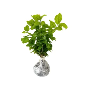 Cape Jasmine Plants Live - 3 Gardenia Jasmine Vine Plants 5-8 Inches Tall Starter Plants