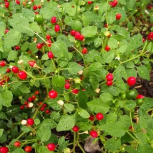 Chiltepin Pepper Plants - Set of 3 Hot Chile Tepin Pepper Live Plants 6-10 Inch Tall for Gardening