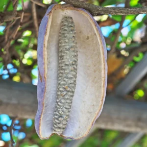Chocolate Vine Plant Akebia Quinata - 2.5 Inch Pot - Flowering Vine