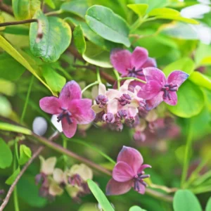 Chocolate Vine Plant Akebia Quinata - 2.5 Inch Pot - Flowering Vine