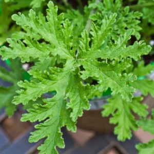 Citronella Plant 2 Pack Live Herb Starter Plant 5-8 Inch Indoor Outdoor Garden