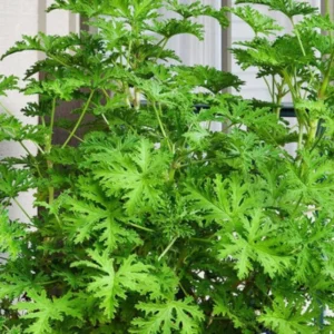 Citronella Plant 2 Pack Live Herb Starter Plant 5-8 Inch Indoor Outdoor Garden