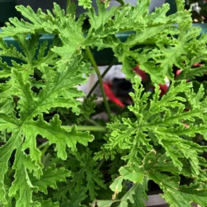 Citronella Plant 2 Pack Live Herb Starter Plant 5-8 Inch Indoor Outdoor Garden