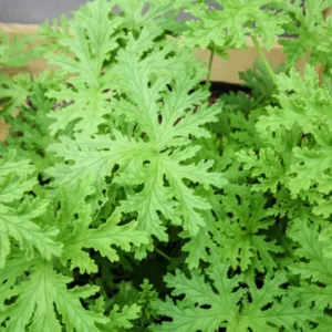 Citronella Plant 2 Pack Live Herb Starter Plant 5-8 Inch Indoor Outdoor Garden