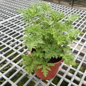 Citronella Plant Live Herb Plant Outdoor Growing 5-8 Inch Starter Plants