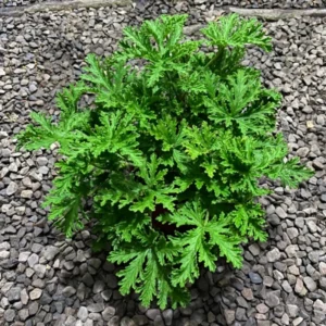 Citronella Plant Live Herb Plant Outdoor Growing 5-8 Inch Starter Plants