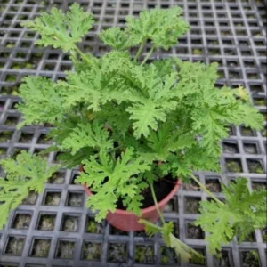 Citronella Plant Live Herb Plant Outdoor Growing 5-8 Inch Starter Plants
