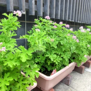 Citronella Plant Live Herb Plant Outdoor Growing 5-8 Inch Starter Plants