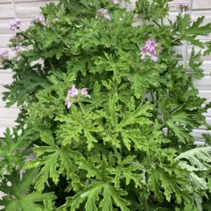 Citronella Plant Live Herb Plant Outdoor Growing 5-8 Inch Starter Plants