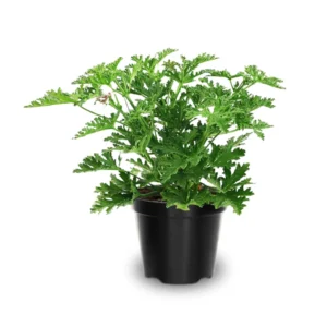 Citronella Plants Live - 3 Pack Herb Plants - 5-7 Inch Tall - Natural Mosquito Repellent