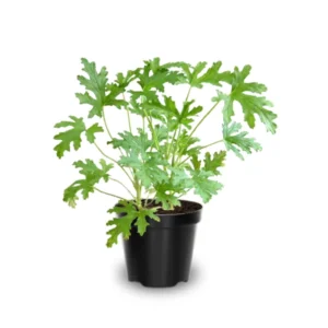 Citronella Plants Live - 3 Pack Herb Plants - 5-7 Inch Tall - Natural Mosquito Repellent