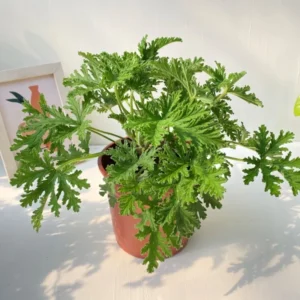 Citronella Plants Live - 3 Pack Herb Plants - 5-7 Inch Tall - Natural Mosquito Repellent