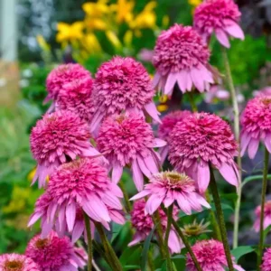 Coneflower Live Plant Starter Plant 3-5 Inch Flowering Perennial