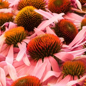 Coneflower Live Plant Starter Plant 3-5 Inch Flowering Perennial