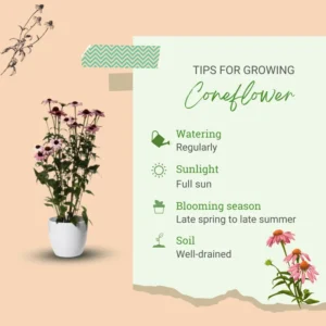 Coneflower Live Plant Starter Plant 3-5 Inch Flowering Perennial