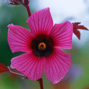 Cranberry Hibiscus Plant - 3 Live Hibiscus Flower Plants 5-8 Inches - Garden Starter Plants