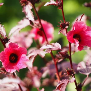 Cranberry Hibiscus Plant - 3 Live Hibiscus Flower Plants 5-8 Inches - Garden Starter Plants