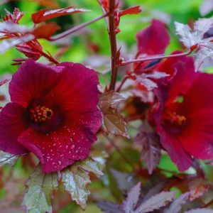 Cranberry Hibiscus Plant - 3 Live Hibiscus Flower Plants 5-8 Inches - Garden Starter Plants