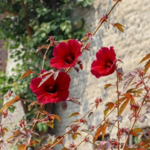 Cranberry Hibiscus Plant - 3 Live Hibiscus Flower Plants 5-8 Inches - Garden Starter Plants