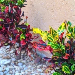 Croton Plant Live - 4 Inch Potted House Plant for Garden Decor