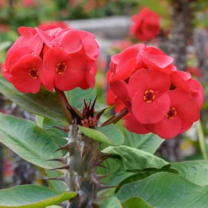 Crown of Thorns Plant Live - 5-6 Inch Euphorbia Milii House Plant