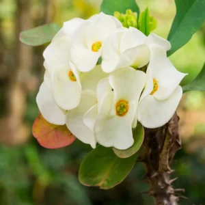 Crown of Thorns Plant Live - 5-6 Inch Euphorbia Milii House Plant