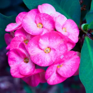 Crown of Thorns Plant Live - 5-6 Inch Euphorbia Milii House Plant