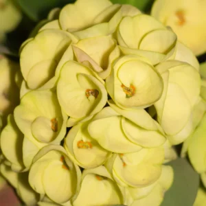 Crown of Thorns Plant Live - 5-6 Inch Euphorbia Milii House Plant