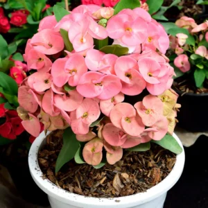 Crown of Thorns Plant Live - 5-6 Inch Euphorbia Milii House Plant