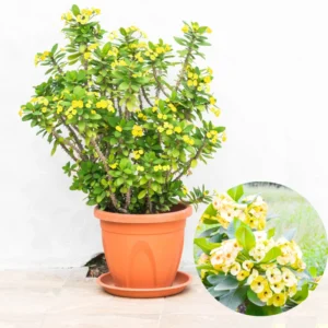 Crown of Thorns Plant Live Euphorbia Milii, 5-9 Inch, Cold Hardy Tree