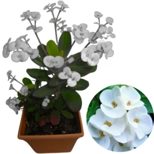 Crown of Thorns Plant Live Euphorbia Milii, 5-9 Inch, Cold Hardy Tree