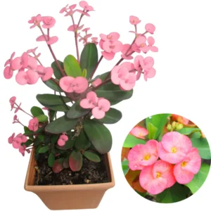 Crown of Thorns Plant Live Euphorbia Milii, 5-9 Inch, Cold Hardy Tree