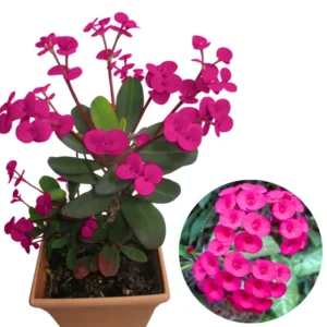 Crown of Thorns Plant Live Euphorbia Milii, 5-9 Inch, Cold Hardy Tree