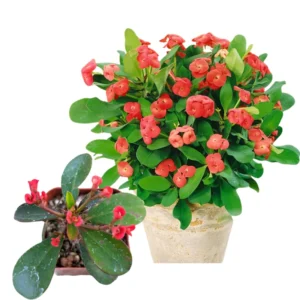 Crown of Thorns Plant Live Euphorbia Milii, 5-9 Inch, Cold Hardy Tree