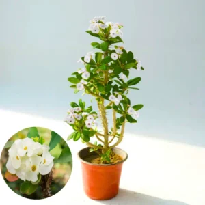 Crown of Thorns Plant Set - Live Trees, 4-8" Euphorbia Millii, Colorful Blooms