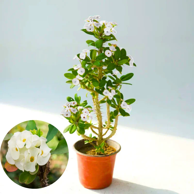 Crown of Thorns Plant Set - Live Trees, 4-8" Euphorbia Millii, Colorful Blooms