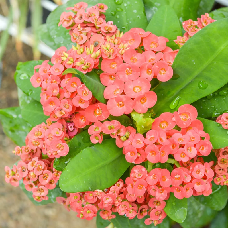Crown of Thorns Plant Set - Live Trees, 4-8" Euphorbia Millii, Colorful Blooms